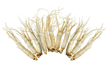 한국의 건강 약재 인삼 뿌리