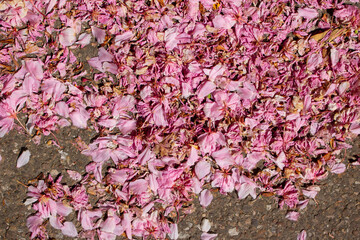 Pink cherry flower petals fallen on the paved road for background