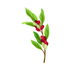 Coffea Plant Branch with Ripe Edible Fruits and Green Leaves Vector Illustration