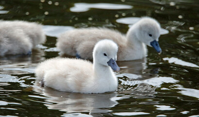 Mute swan cygnets swimming on the boating lake
