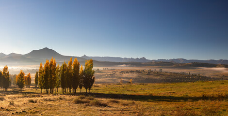 A stand of autumn colour poplar trees in a meadow with short gras