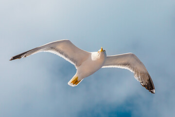 Seagull flying in the sky. Stavanger, Norway isolate with blue sky background. close up bottom view.