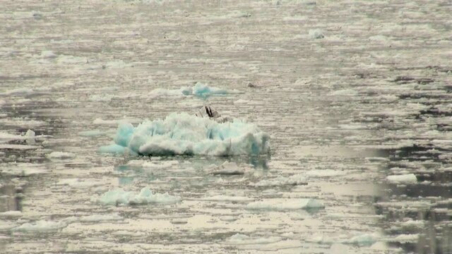 Chile - Amalia Glacier Landscape