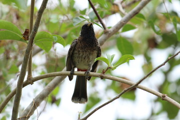 one Red Vented Bulbul bird or one bird sitting on the tree or tree branch on the morning with white background