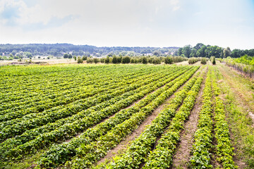 Fototapeta na wymiar Landscape Monoculture Strawberry Plant Field