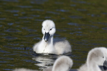 Mute swan cygnets swimming on the boating lake