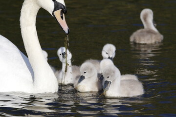 Obraz premium Mute swan cygnets swimming on the boating lake