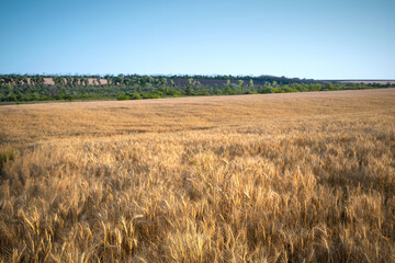 Rural scene of a wheat field in the sunlight. Summer background of ripening ears of agricultural landscape. Natural product of the wheat field. The concept of the natural beauty of crop maturation.