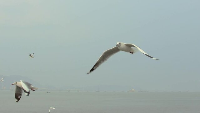 Shot of seagulls flight over the sea and view of ship sailing in the dusty day.