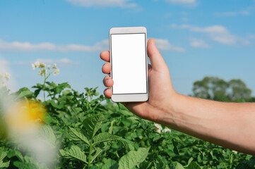 Man holds a smartphone in his hand in the background of the green field.