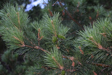 Pine tree close up in Golyshmanovo Tyumen region