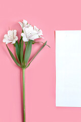 vertical photo of a branch of white flowers with a sheet of paper on a pink background