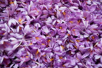 Saffron Flower, cultivation and harvest