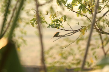 Rainbow Bee-eater sitting on the tree branch in the morning with sunlight