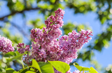 Flowering branch of lilac on a background of blue sky in spring garden © OLAYOLA