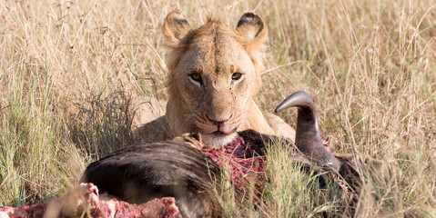 A Lion (Panthera leo) and its kill - a wildebeest - Tanzania. Africa	