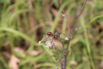 Ladybug on flower bud in sunny day, South Korea