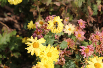 Bee on yellow daisy in sunny day, South Korea