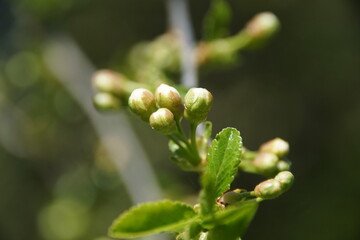 close up of a green plant