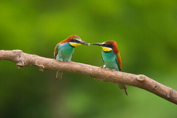 European Bee-Eater - Merops Apiaster on a branch , exotic colorful migratory bird