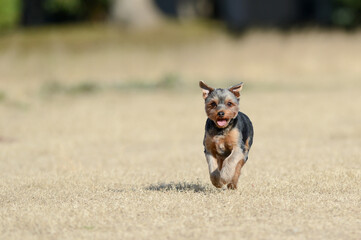 ドッグランで遊ぶヨークシャテリア