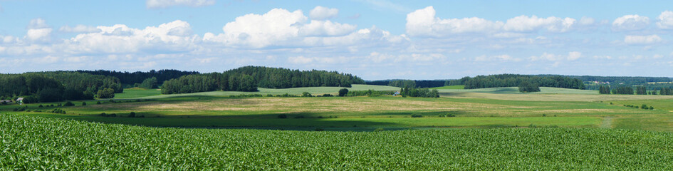 Panorama of an agricultural field with growing corn