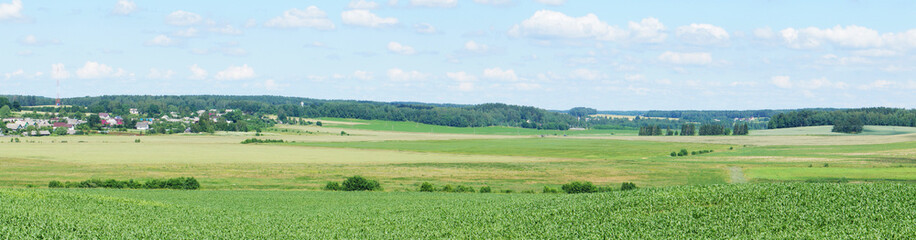 Fototapeta na wymiar Panorama of an agricultural field with growing corn