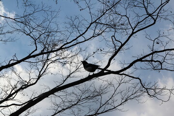 Korean Magpie standing on the branch in autumn, South Korea