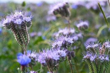 Phacelia, Bienenfreund, Büschelschön - Bienenweide für viele Insekten, kleine Biotope in der...