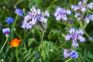 Phacelia, Bienenfreund, Büschelschön - Bienenweide für viele Insekten, kleine Biotope in der Natur erschaffen, Artenvielfalt erhalten und ökologisch handeln