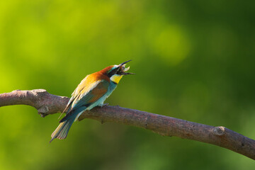 European Bee-Eater - Merops Apiaster on a branch , exotic colorful migratory bird