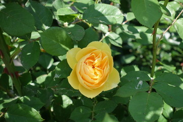 1 amber yellow flower of rose in May