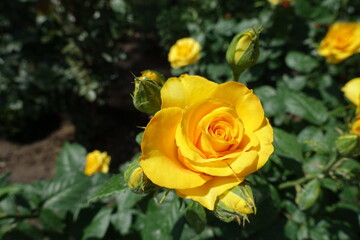 Close shot of amber yellow flower and buds of rose in June