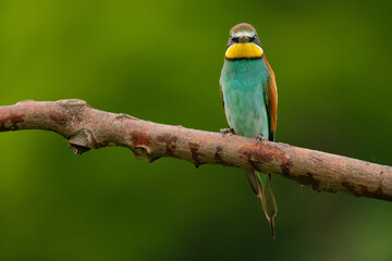 European Bee-Eater - Merops Apiaster on a branch , exotic colorful migratory bird