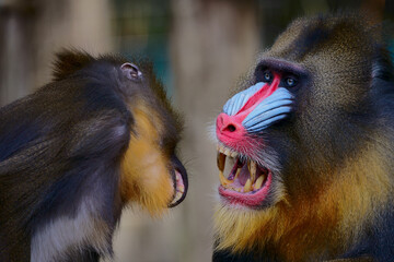Mandrill