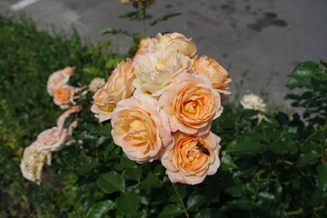 Bee pollinating light orange flowers of rose in May