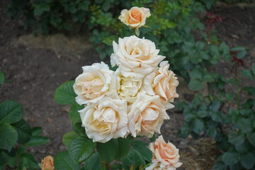 Beige flowers of garden rose in July