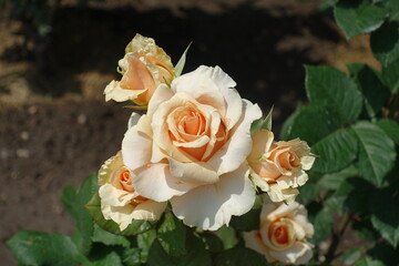 Five beige flowers of roses in June