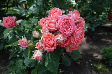 Beautiful pink flowers of roses in June