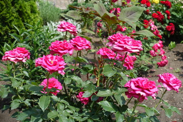 Bright pink flowers of rose in June