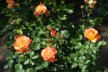 4 flowers and buds of red and yellow roses in June