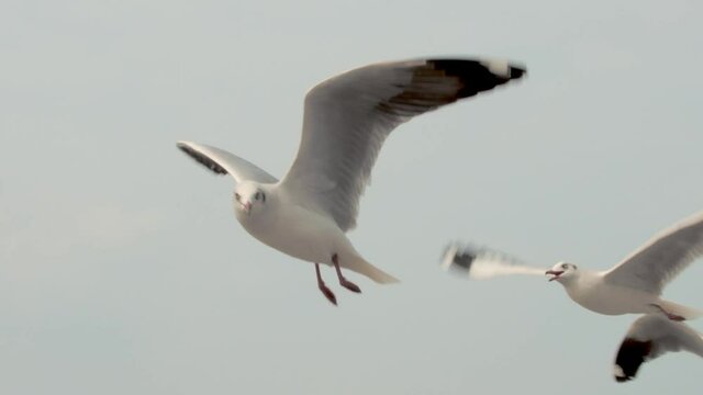 Amazing shot of flying seagulls in the sky and a good sense of freedom.