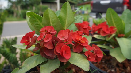Flowering trees decorated in the garden