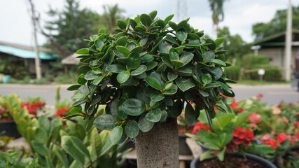 Natural Green Medicinal Plant Leaves