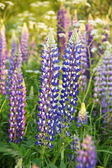Lupin or wolf bean (Lupines) in the wild natural beauty vertical frame