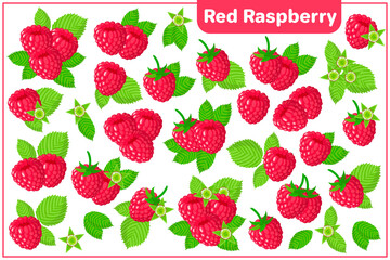 Set of vector cartoon illustrations with Red Raspberry exotic fruits isolated on white background