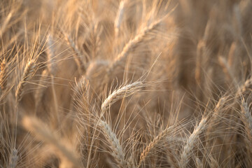 Fototapeta premium Ears of Golden wheat are closed. Rural scene in the sunlight. Summer background of ripening ears of agricultural landscape. Natural product of the wheat field.