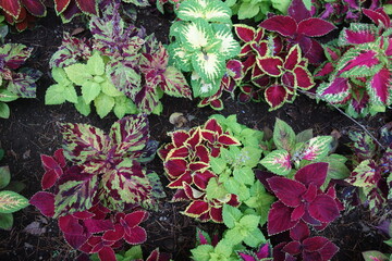 初夏のカラフルなコリウスの葉