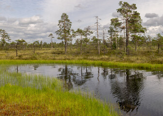 stunning bog views. beautiful clouds. View of the beautiful nature in the swamp - pond, pines, moss. Sunny day. a typical West-Estonian bog. Nigula Nature Reserve