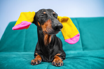 Funny black and tan dachshund dog with bright colored socks for pets or children on ears is lying on sofa with his eyes closed with pleasure, advertising clothing. - obrazy, fototapety, plakaty